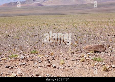 Pampa volpe al Salar di Arizaro alla Puna de Atacama, Argentina. La volpe di Pampas si trova nel nord e nel centro dell'Argentina, Uruguay, B orientale Foto Stock