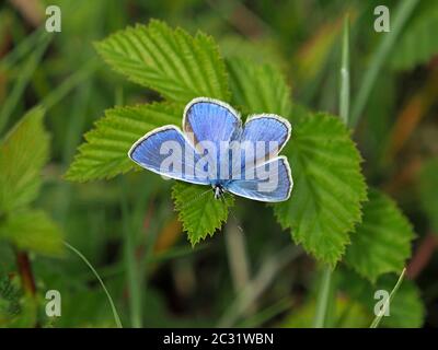 Farfalla blu comune (Polyommatus icarus) crogiolarsi come poggia su verde fogliame di Meadowsweet (Filipendula ulmaria) in Cumbria, Inghilterra, Regno Unito Foto Stock