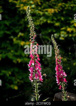 Guglie ondeggianti - foraging Bumblebee visitando 2 guglie ondeggianti di Foxglove rosa (Digitalis purpurea) empahasised da backlighting a Cumbria, Inghilterra, UK Foto Stock