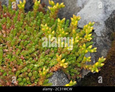 Gemme gialle e steli verdi prostrati di Stonecrop (acro di Sedum) aka Stonepper, Goldmuss Sedum, sul affioramento di calcare in Cumbria, Inghilterra, Regno Unito Foto Stock