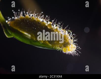 Caterpillar si muove a strisciate su una grande foglia verde. Foto Stock