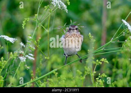 Giovane Whinchat su un prato in primavera Foto Stock