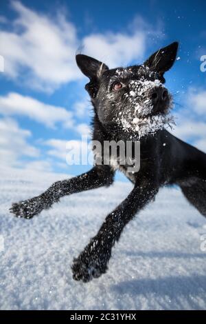 Esilarante cane nero salti di gioia su un campo nevoso su una bella giornata invernale Foto Stock