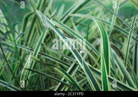 Pianta verde foglia sfondo astratto. Effetto testurizzato. Lame di erba in prato verde lussureggiante. Elementi di design a pattern incrociati naturali. Telaio completo. W Foto Stock