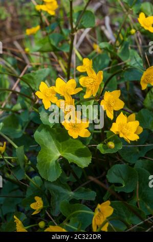 Primo piano di Caltha palustris Marsh Marigold. Una pianta che cresce in bagnata boggy e stagno come aree. Un perenne erbaceo fiorito in primavera ed estate Foto Stock