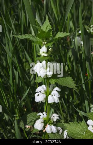 Ortica bianca in fiore o ortica morta bianca tra erba da vicino. Album di Lamium - мedical erbe in habitat naturale. Messa a fuoco selettiva. Foto Stock