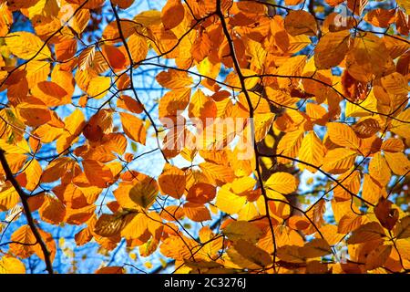 Giallo, arancio e rosso autunno fogliame in giornata di sole Foto Stock