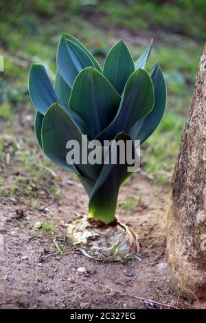 Squill, squarci di mare, cipolla di mare o squarci marittimi (Drifia maritima, SYN. Drimia afilla) - Habitus Foto Stock