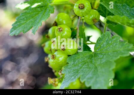 Uva bacche maturare sul cespuglio con foglie. Immagine Foto Stock