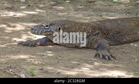 La maggior parte dei draghi reali nel loro habitat naturale sull'isola di Komodo Foto Stock