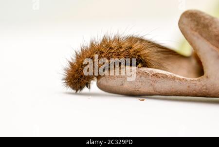 Caterpillar marrone a secco su un foglia di quercia su sfondo bianco, immagine Foto Stock