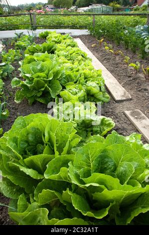 Lattuga e verdure diverse in un'assegnazione Foto Stock