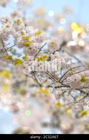 I ciliegi bianchi di Somei Yoshino fioriscono con l'effetto obiettivo boweh tilt nel parco Asukayama Foto Stock