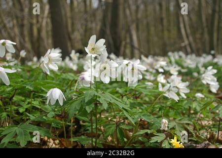 Anemoni in legno fiorito (Anemone nemorosa) in boschi primaverili presi da un angolo basso con alberi sullo sfondo. Foto Stock