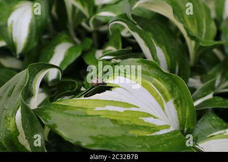 Hosta pianta foglie e una lumaca sta mangiando closeup . Dopo la pioggia con gocce d'acqua. Botanico Foliage natura sfondo Foto Stock