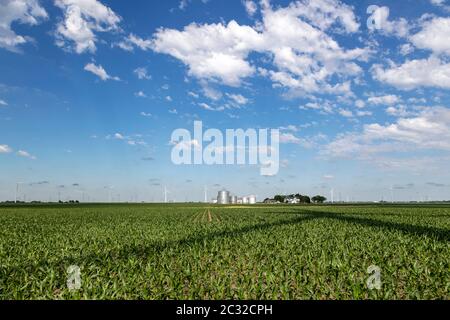 Turbine eoliche su fattoria, raccolto di mais, Indiana, USA, di James D Coppinger/Dembinsky Photo Assoc Foto Stock
