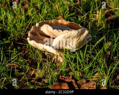 Grande fungo con visibili le branchie crescente tra l'erba nel bosco in tardo autunno, North Yorkshire, Inghilterra Foto Stock