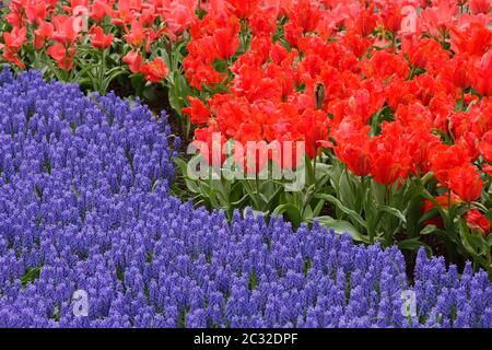 Fiore di primavera bed Foto Stock
