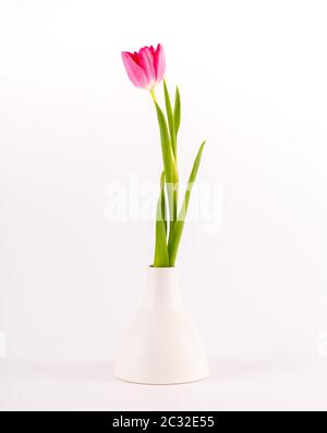 Tulipani in vaso minimalista Foto Stock