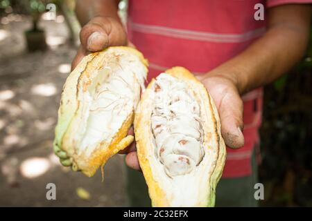 Frutta di cacao cruda alla piantagione di cacao di Gesù Maria di Hacienda vicino a Comalcalco, Tabasco, Messico. Foto Stock