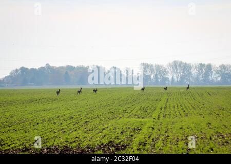 un campo già verde sprint in caduta sopra i vari cervi Foto Stock