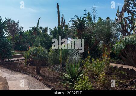 FUNCHAL, Portogallo - 04 novembre 2019: Tropicale Giardino Botanico nella città di Funchal, l'isola di Madeira, Portogallo Foto Stock