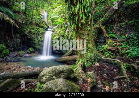 Coperte di muschio albero vicino a Juan Diego cade El Yunque foresta pluviale, Puerto Rico. Foto Stock