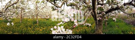 panorama di frutteto di mele fiorito in primavera, immagine Foto Stock