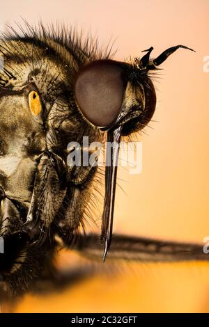 Macro Focus impilamento ritratto di Dance Fly. Il suo nome latino è Empoweris livida. Foto Stock