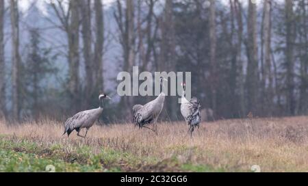 Grus grus comune (Grus grus) in campo contro la foresta offuscata, Podlaskie Voivodato, Polonia, Europa Foto Stock