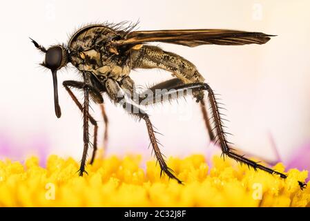 Macro Focus impilamento ritratto di Dance Fly. Il suo nome latino è Empoweris livida. Foto Stock