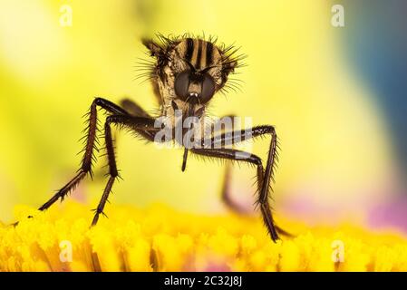 Macro Focus impilamento ritratto di Dance Fly. Il suo nome latino è Empoweris livida. Foto Stock