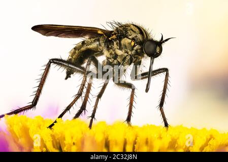 Macro Focus impilamento ritratto di Dance Fly. Il suo nome latino è Empoweris livida. Foto Stock