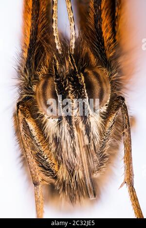 Ritratto in Focus Stacking tecnica di Gatekeeper o Hedge Brown. Il suo nome latino è Pironia tithonus. Foto Stock