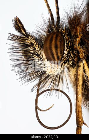 Ritratto in Focus Stacking tecnica di Gatekeeper o Hedge Brown. Il suo nome latino è Pironia tithonus. Foto Stock