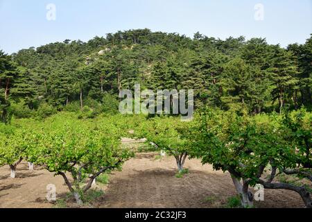 Scenario della Corea del Nord. Le montagne del Diamante. Frutteto Hillside Foto Stock