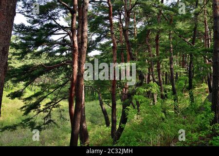 Corea del Nord. Monte Riserva della biosfera di Kumgang. Laguna Samil. Paesaggi incredibili. Pineta rossa coreana sulla riva del lago Samilpo Foto Stock