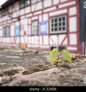 La sopravvivenza di un impianto su una parete nella città vecchia di Schmalkalden in Turingia Foto Stock