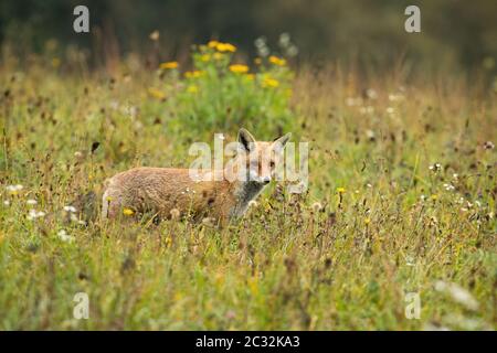 Volpe rossa focalizzata, vulpes vulpes, caccia su un prato con fiori gialli in estate con spazio copia. Mammifero selvaggio in piedi in natura e guardando con l'orecchio Foto Stock