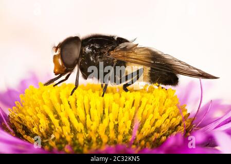 Pelucid Fly, Pellucid Hoverfly, Large Pied-hoverfly, Volucella pellucens Foto Stock