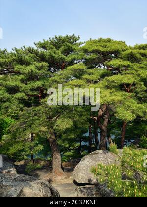 Corea del Nord. Monte Riserva della biosfera di Kumgang. Laguna Samil. Paesaggi incredibili. Pineta coreana rossa sul lago Samilpo Foto Stock