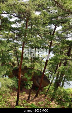 Corea del Nord. Monte Riserva della biosfera di Kumgang. Laguna Samil. Paesaggi incredibili. Pineta rossa coreana sulla riva del lago Samilpo Foto Stock