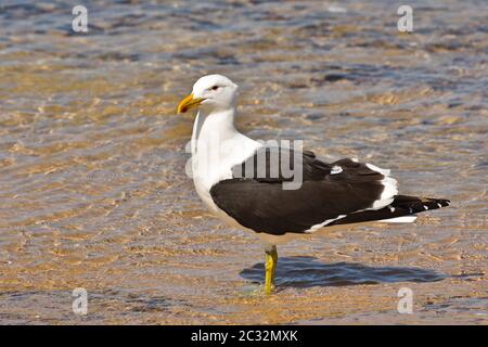 Gabbiano minore con schienale nero in piedi in acqua (Larus fuscus) Foto Stock