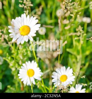 Camomiles bianchi Foto Stock