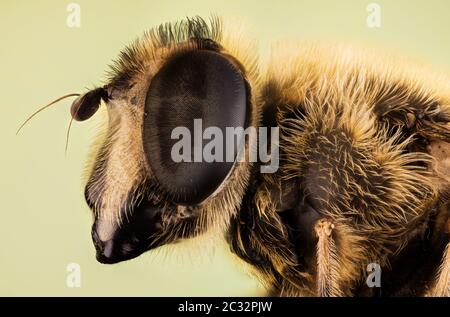Macro Focus Stacking ritratto di Hoverfly Foto Stock
