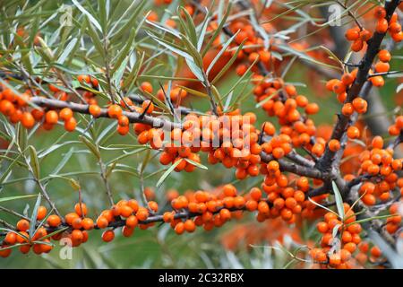 Chiudere il ramo di ripe vivido arancione autunno Hippophae (bacche di olivello spinoso) con foglie verdi e spine Foto Stock