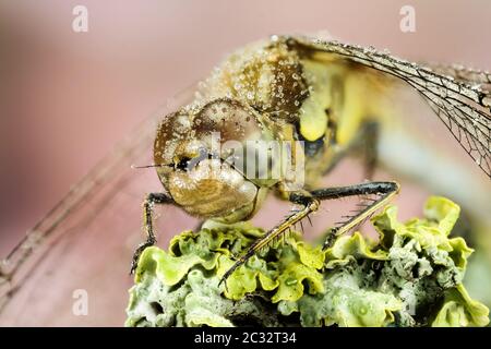 Macro Stacking Ritratto di fuoco di Vagrant Darter. Il suo nome latino è Sympetrum vulgatum. Foto Stock