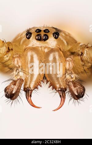 Macro Focus Stacking ritratto di Ammock-Weaver comune Spider. Il suo nome latino è Linyphia triangularis. Foto Stock