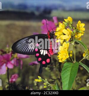 Rosa comune, Pachliopta aristolochiae, sotto, una farfalla di coda grande dell'India Foto Stock