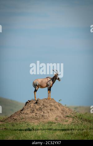 Topi maschi su tumulo di termite nel profilo Foto Stock